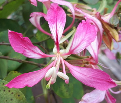 Bauhinia purpurea
