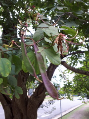 Bauhinia purpurea
