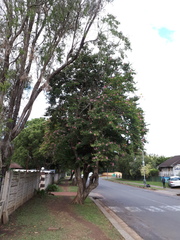 Bauhinia purpurea