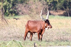 Bos indicus × taurus