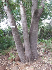 Catha edulis