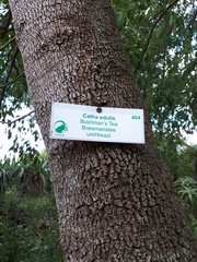 Catha edulis