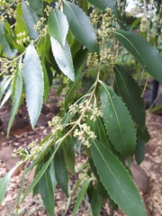 Catha edulis