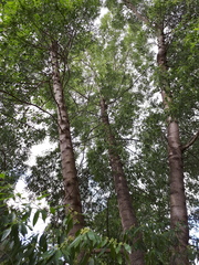 Catha edulis