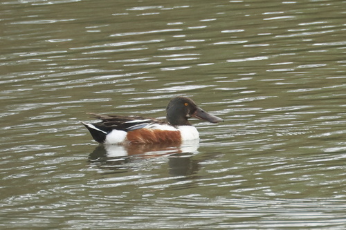iNaturalist observation photo of Northern Shoveler