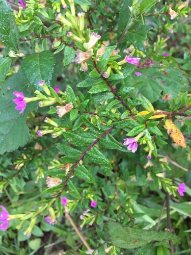 Cuphea hyssopifolia
