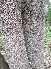 Catha edulis