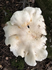 Albatrellaceae