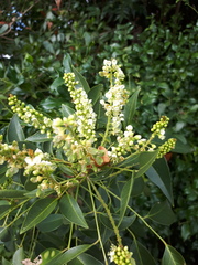 Ateleia herbert-smithii