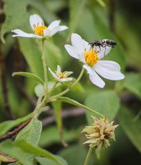 Montanoa leucantha