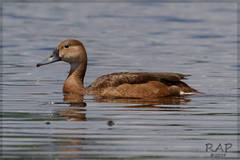 Rosy-Billed Pochard photo 2
