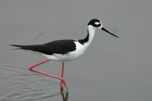 iNaturalist observation photo of Black-necked Stilt