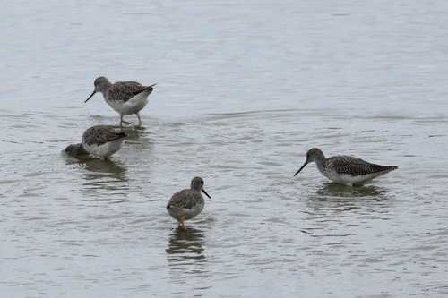 iNaturalist observation photo of Greater Yellowlegs