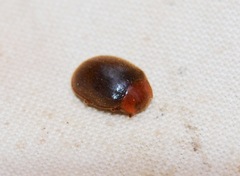 Rhyzobius lophanthae