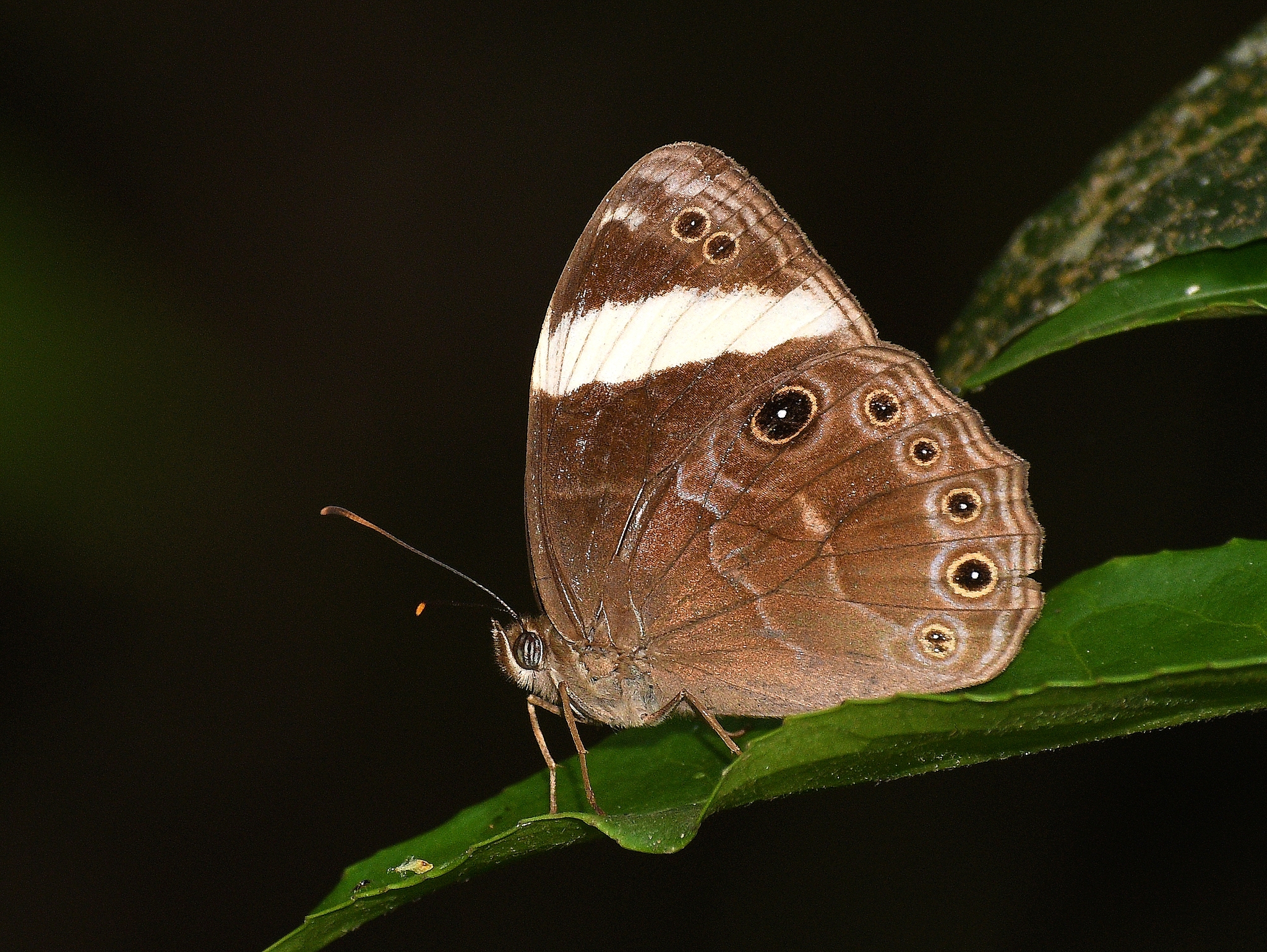 Straight-Banded Treebrown
