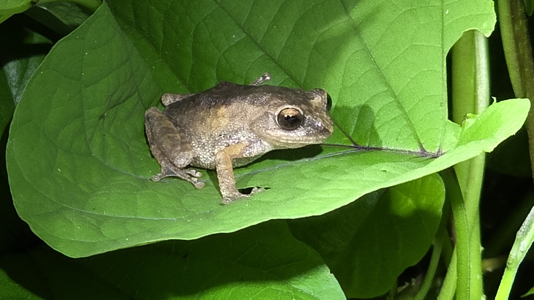 Honnametti Bush Frog
