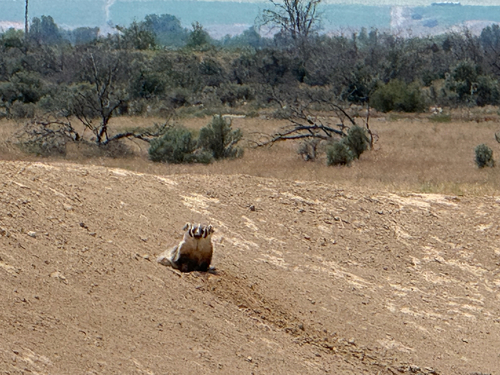 American Badger photographed in Idaho