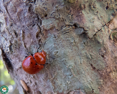 Stilodes nigriventris