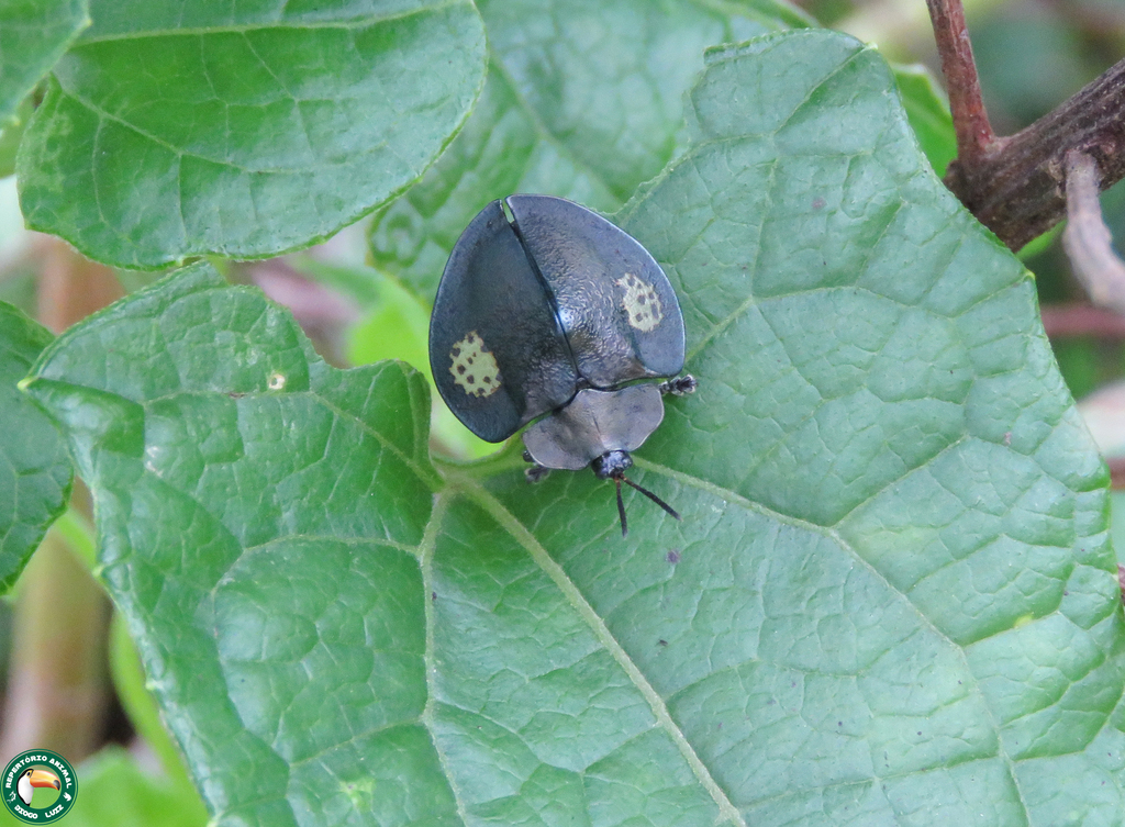 Stolas imparilis
