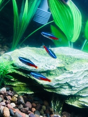 Paracheirodon innesi