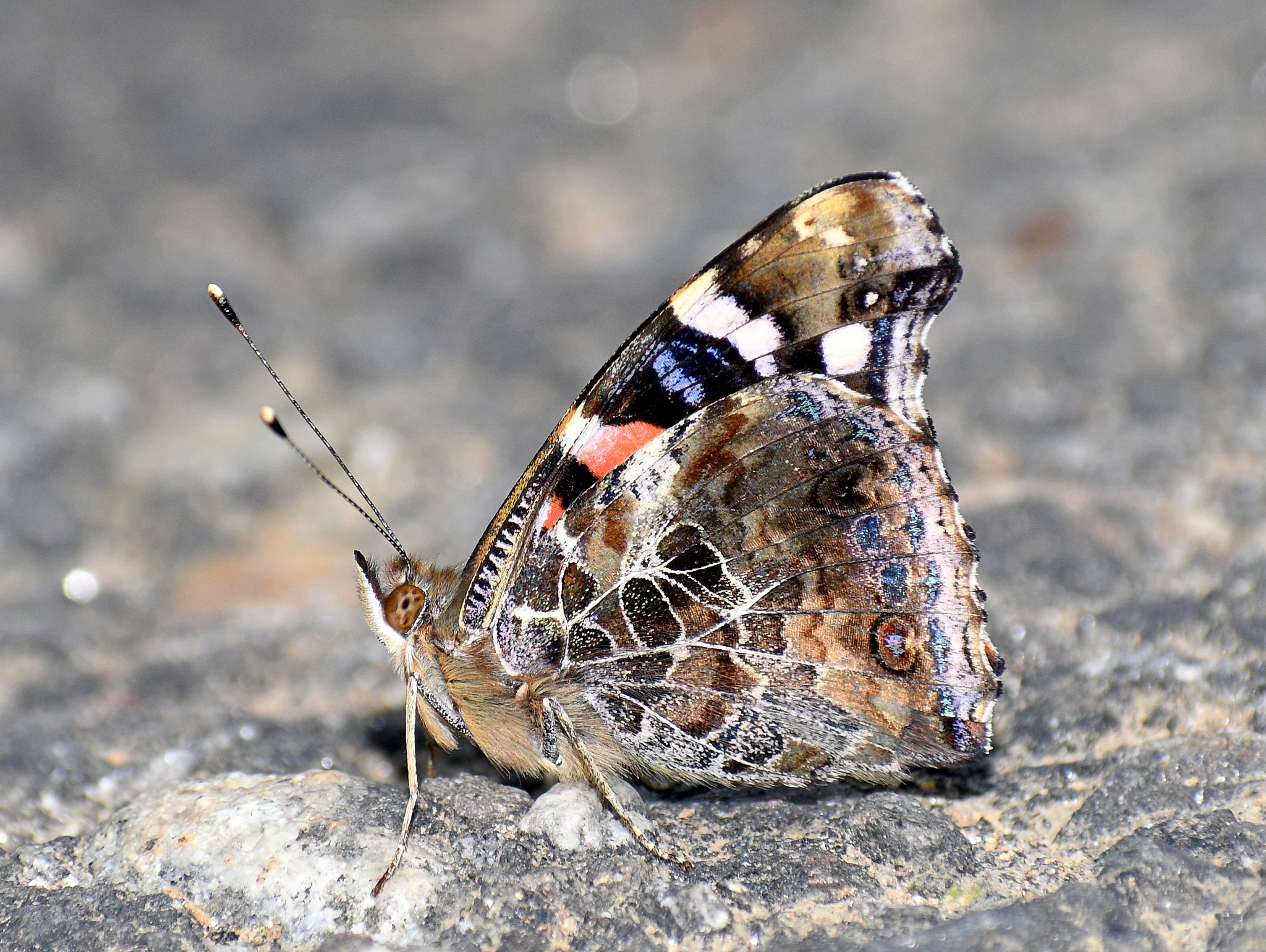 Indian Red Admiral