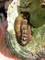 Cryptoplax striata