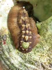 Cryptoplax striata
