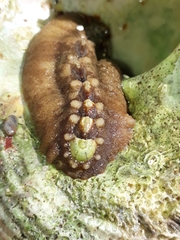 Cryptoplax striata