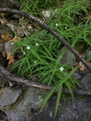 Pseudostellaria jamesiana