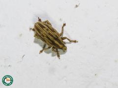 Eudiagogini