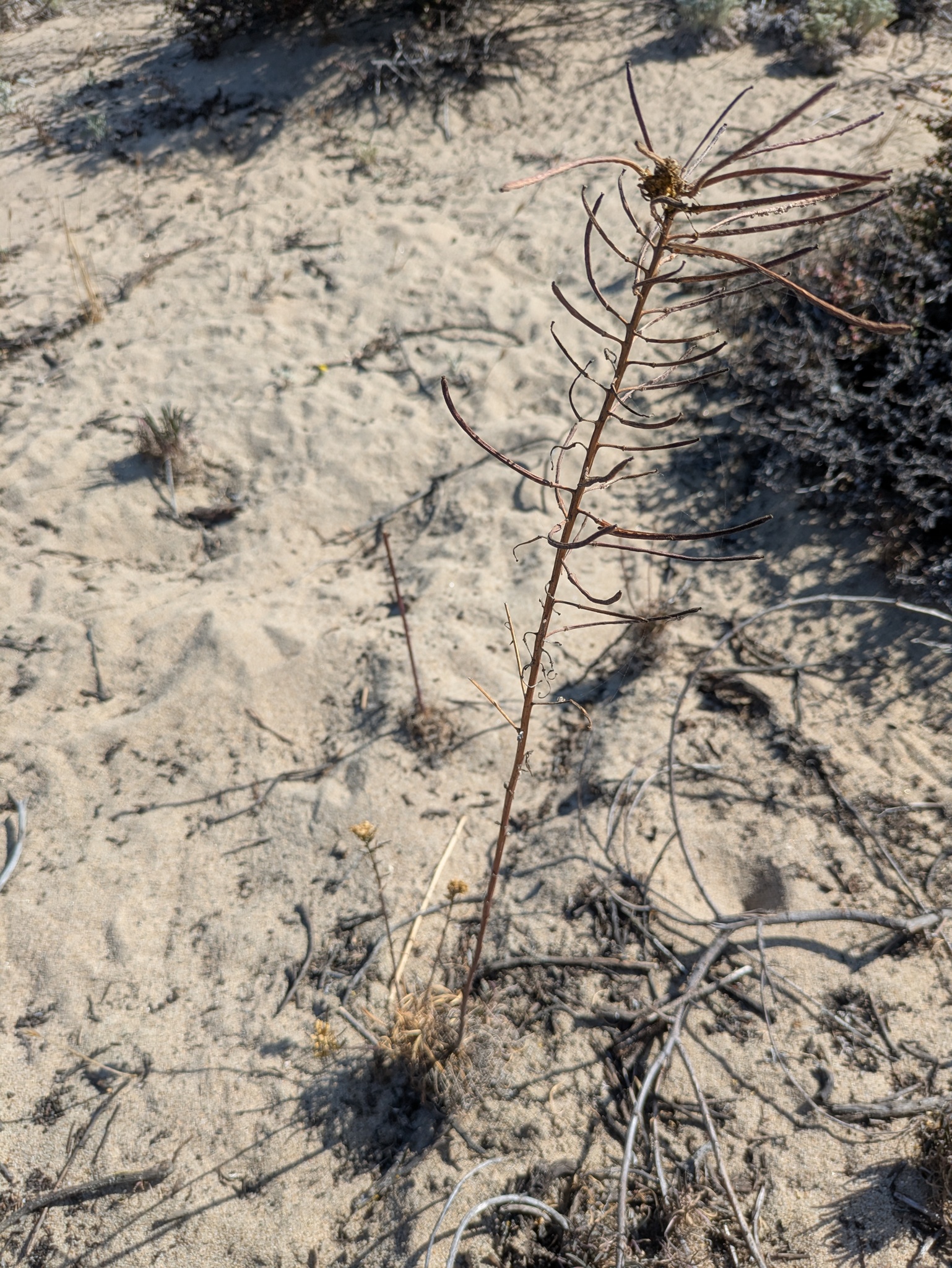 Sand-Loving Wallflower (Erysimum ammophilum)