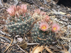 Mammillaria barbata