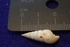Pyramidella