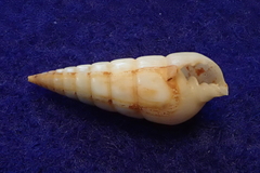 Pyramidella