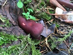 Tubaria punicea