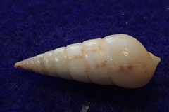 Pyramidella