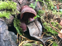 Tubaria punicea