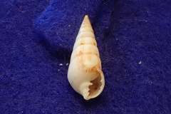 Pyramidella