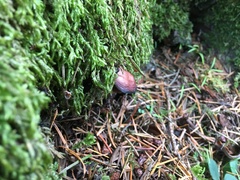 Tubaria punicea