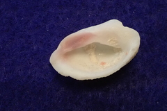 Galeropsis monodontus