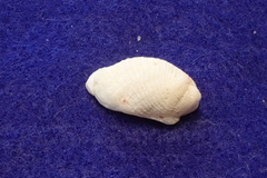 Galeropsis monodontus