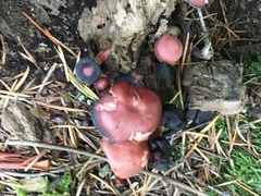 Tubaria punicea
