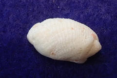 Galeropsis monodontus