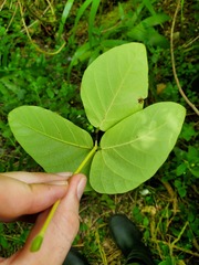 Mucuna gigantea