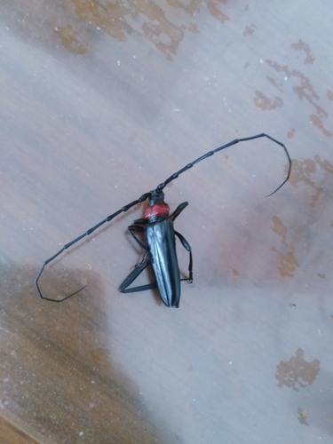 Red necked longhorn beetle