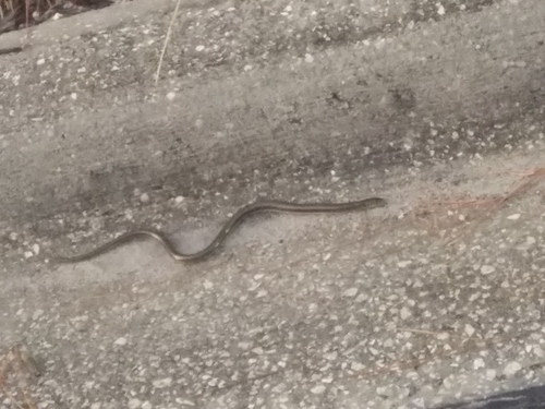 Ophisaurus ventralis image