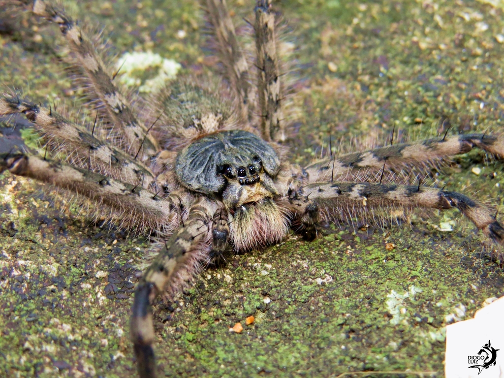 Trechalea bucculenta