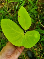 Mucuna gigantea
