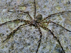 Trechalea bucculenta