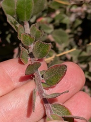 Arctostaphylos edmundsii, photograph (c) Eric Knight, some rights reserved (CC BY)